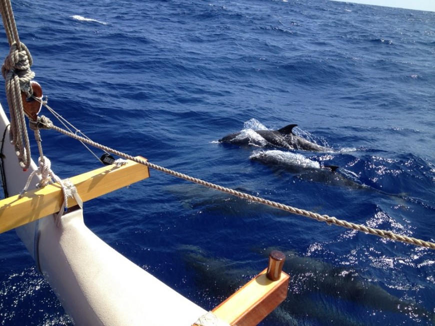 dolphin kawaihae to hana