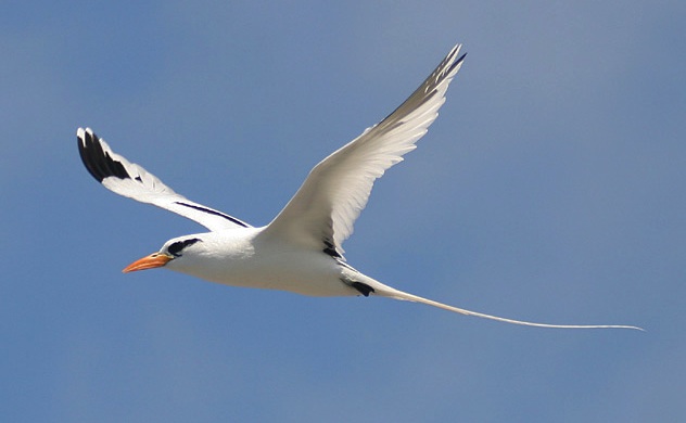 tropicbird2_white