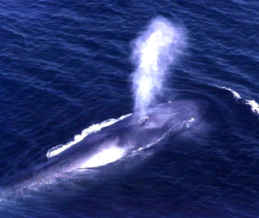 whale_blow