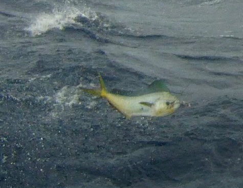 mahimahi