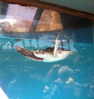          A healthy turtle at the Maui Ocean Center