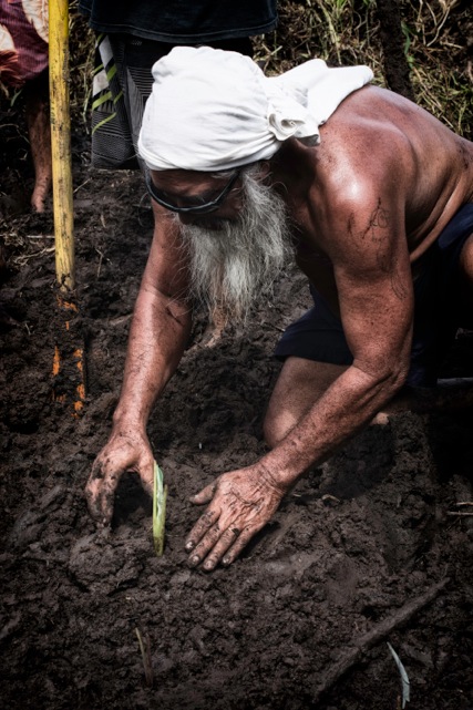 COSTA_.hoku_ulupo_086