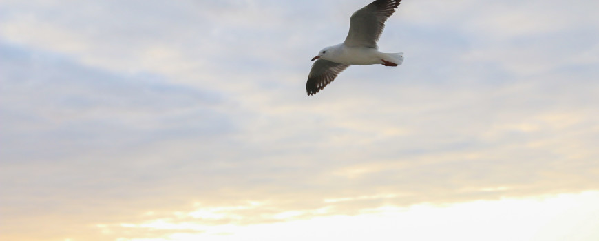 Our sunset visitor.