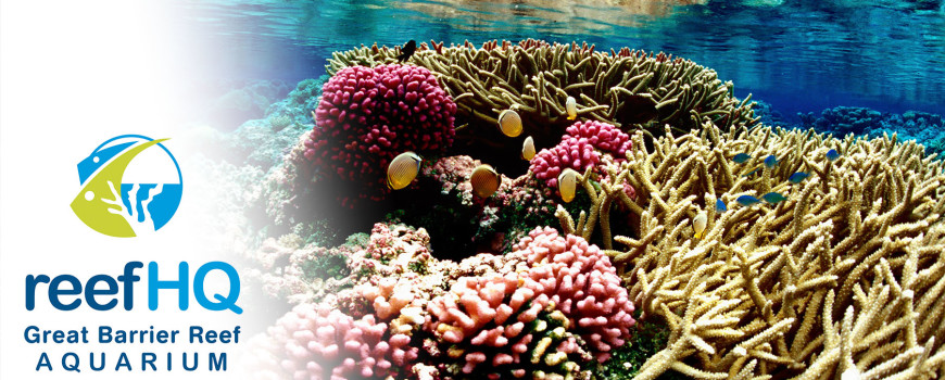 reef-hq