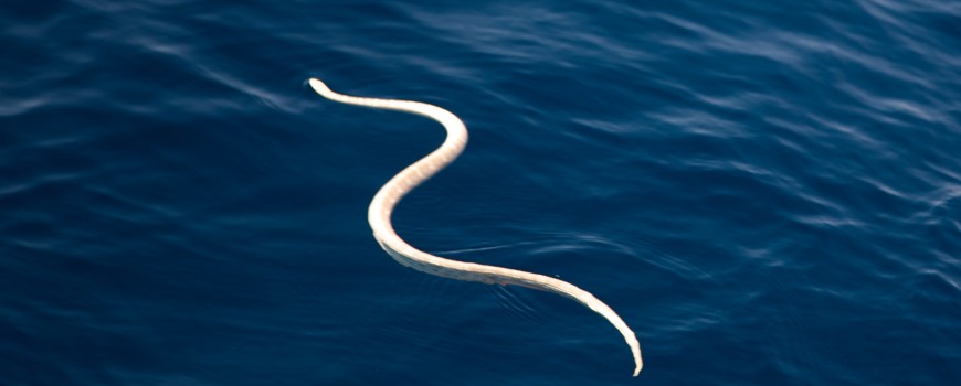 Hokule'a 7