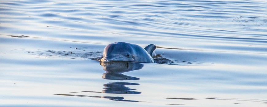 A bottlenose dolphin peeks out of the water to take a glance at Hōkūleʻa.