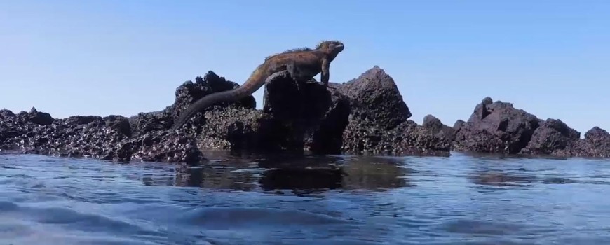 20170203_Welcome to Galapagos_iguana