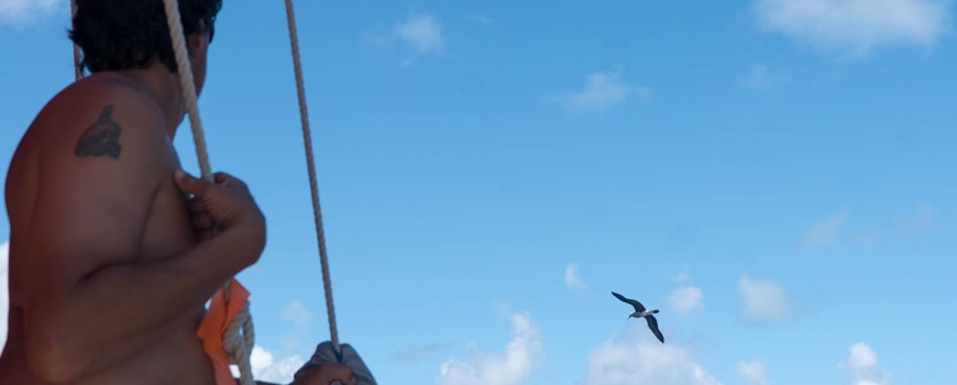 Boobies surrounding the canoe as we sail closer to Henderson island