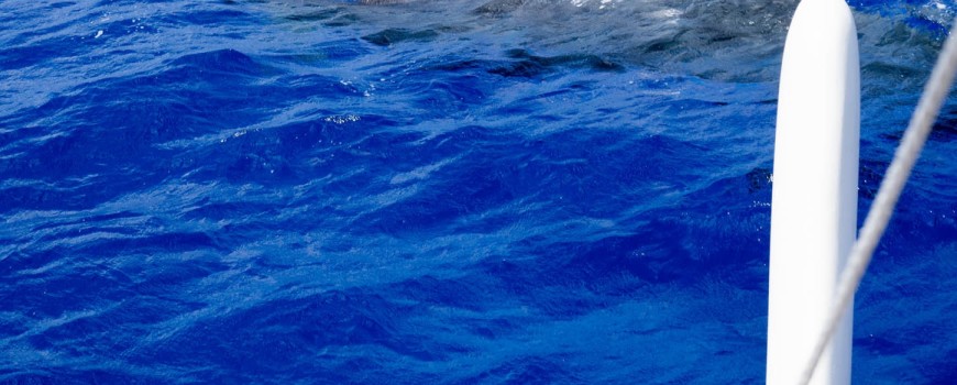 Sperm whales breach right in front of the canoe